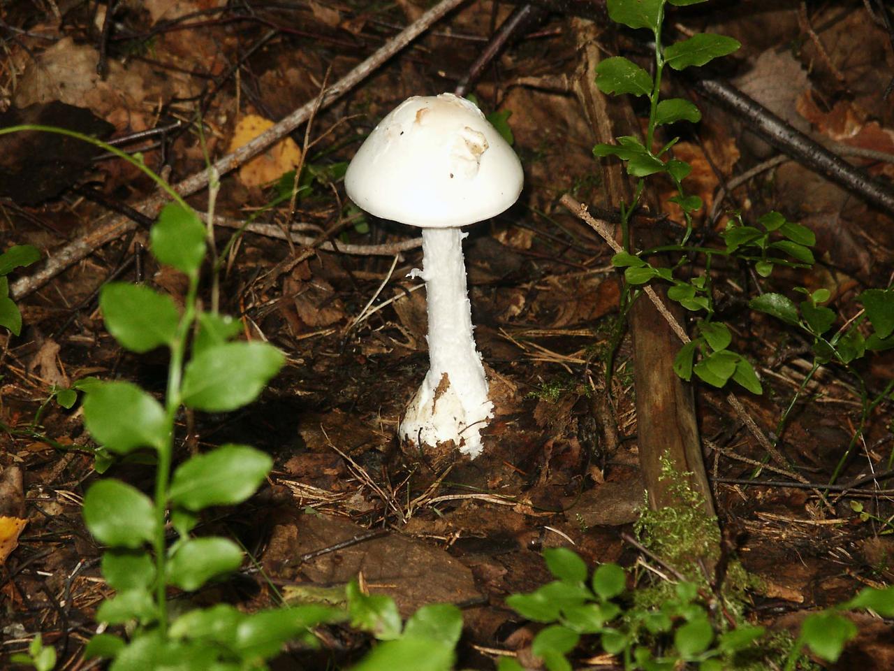 European Destroying Angel