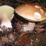 Cep