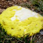 Dog vomit slime mould
