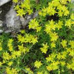 Saxifrage