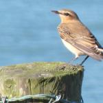 wheatear