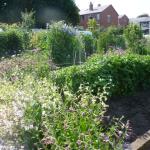 plot 2011 038