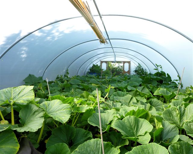 plot 2011 039