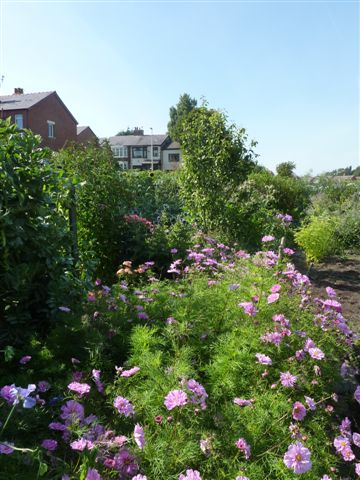 plot 2011 010