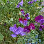 AAA_0888.JPG