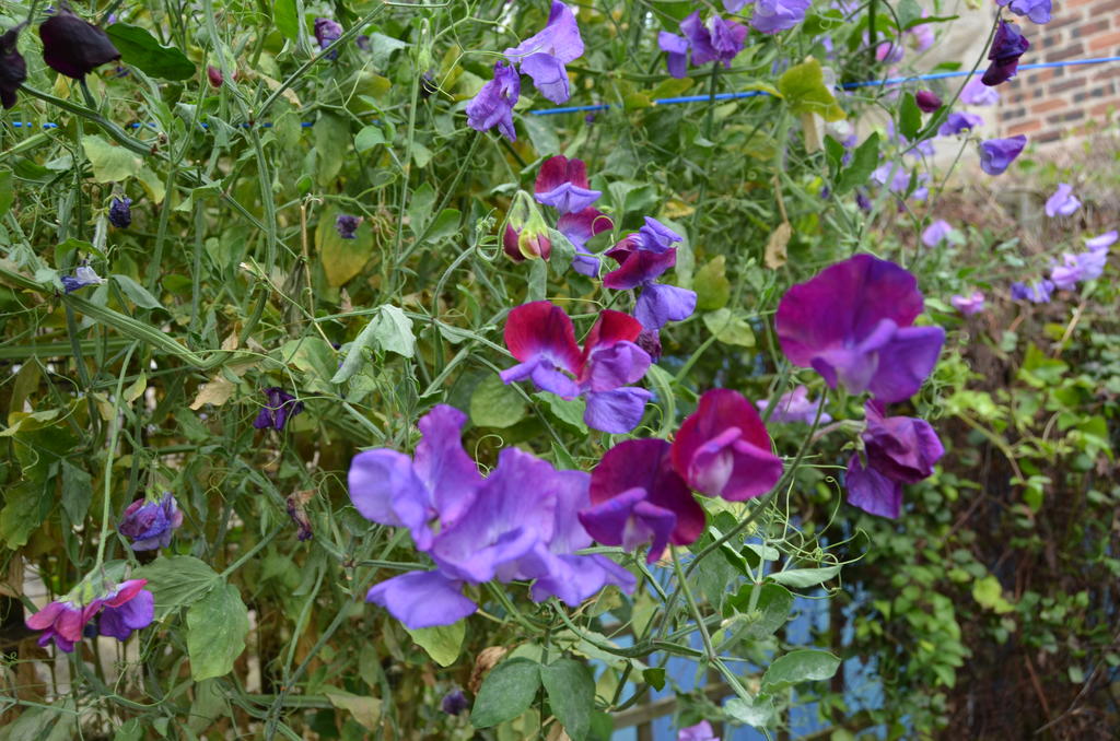 AAA_0888.JPG