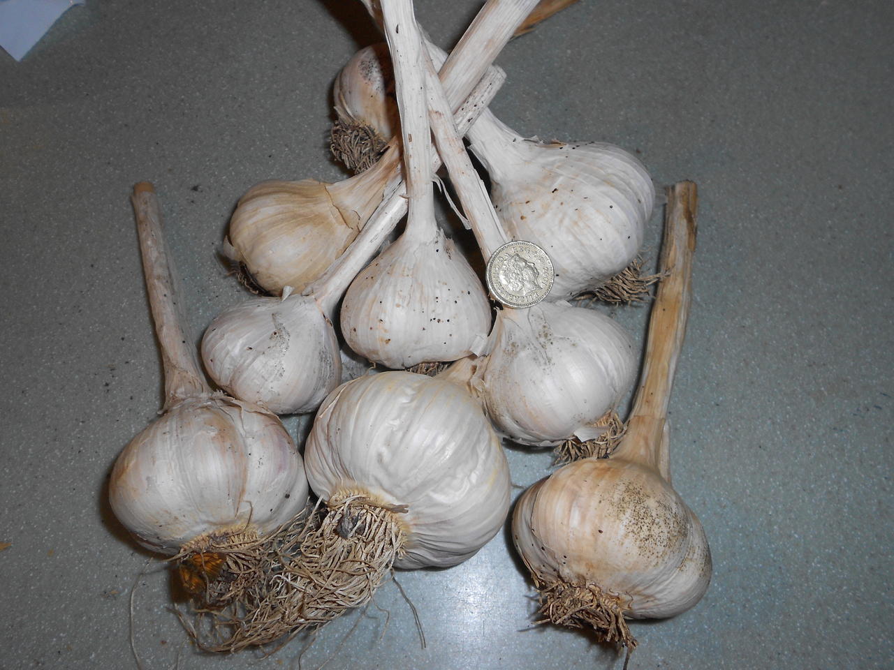 DSCN0385.jpg