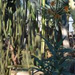 Arid House