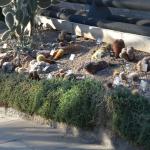 Arid House