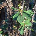 Euphorbia milii var. lutea