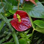 Anthurium 2