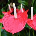 Anthurium