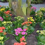 Kalanchoe