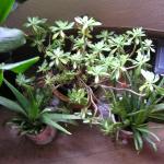 Houseplants 2 002