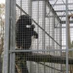 Monkeys 17.11..11 029