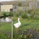 Monkeys 17.11..11 043