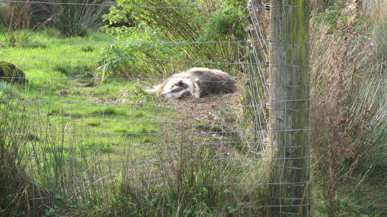 Monkeys 17.11..11 045