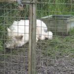 Monkeys 17.11..11 046