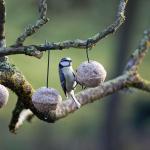 Blue Tit Feeding