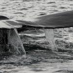 Tail..cropped