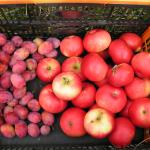 Plum & Discovery harvest