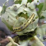 Cabbage white caterpillar