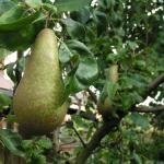Conference pear