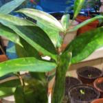 Houseplant Houseplant 19.12.11