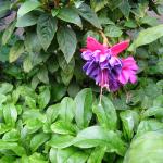 Double Fuschia