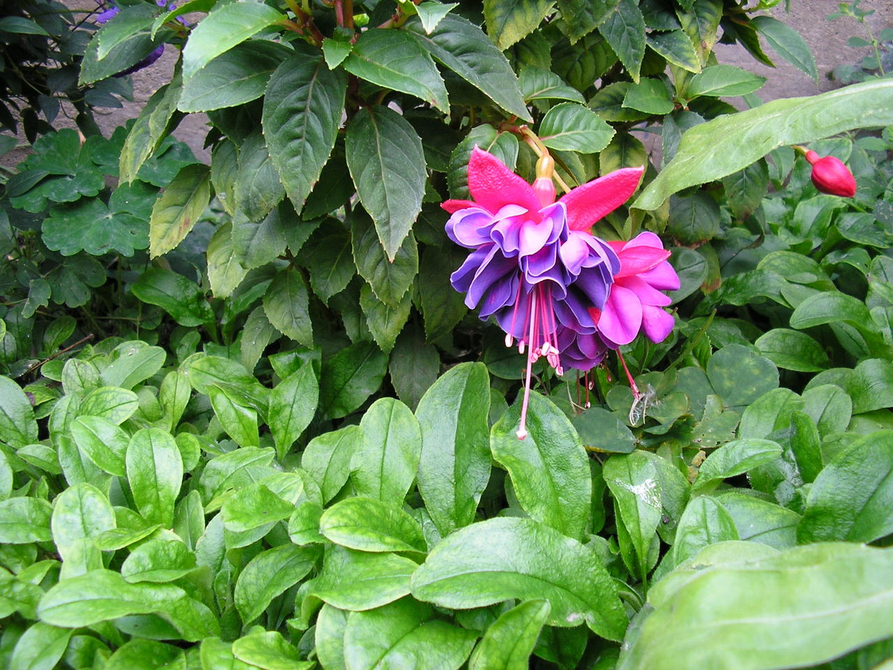 Double Fuschia