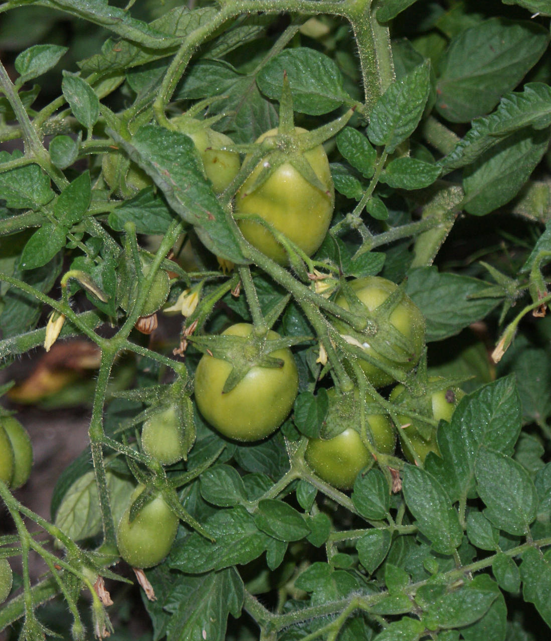 Plum tomato variety Roma