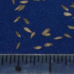 cocarde inch scale