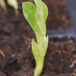 broadbean4