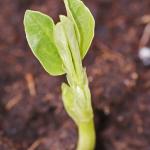 broadbean5