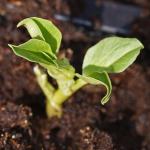 broadbean8