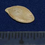 Baby Bear inch scale