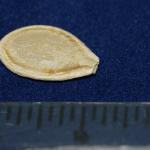 Musquee de Provence inch scale