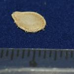 Sweet Dumpling inch scale