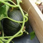 pumpkin