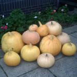 harvest time 001