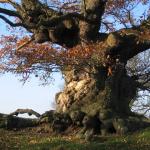 Ancient_Oak_Tree.jpg