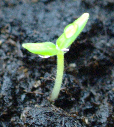 seedling