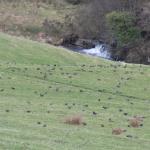 Ystradfellte walk 023