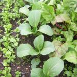 080901_PakChoi_Lottie 016