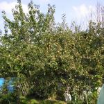 Russet Apple tree
