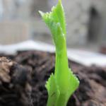 2.IMG_0223