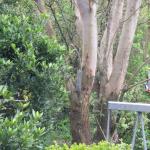 Woodpeckers 012