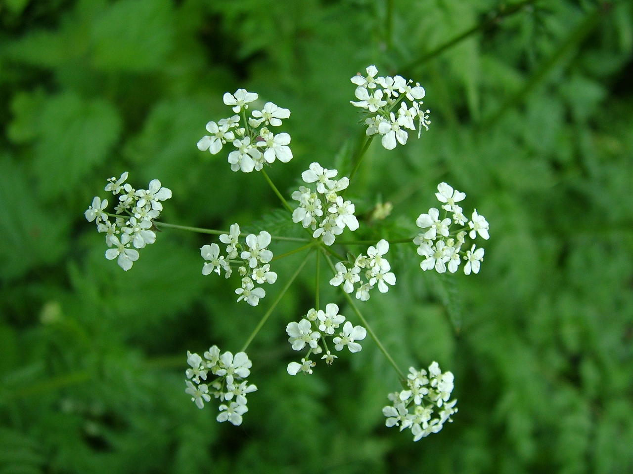 Cow parsley