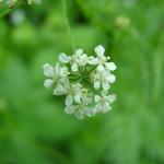 Cow parsley close up