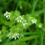 Chickweed close up